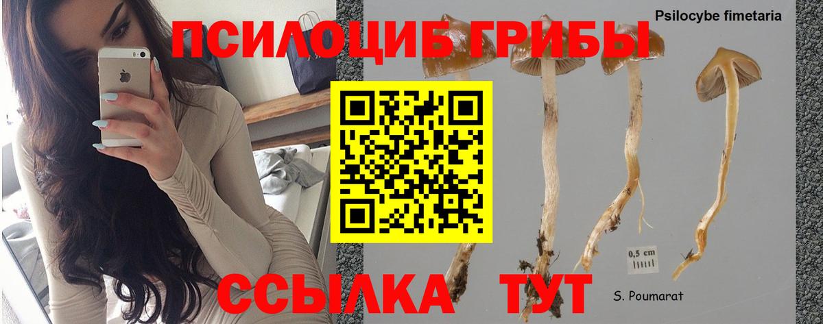 Псилоцибиновые грибы прущие грибы  Вход с VPN  Скопин 